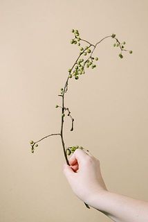 実つきには個体差がございます。