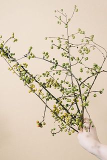配送中の揺れで少々実が落ちてしまうこともございます。ご了承ください。
