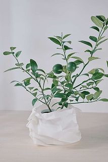 レモンの木（5号サイズ）を入れてみたところ。あえてくしゃくしゃっとさせるのがおすすめ。