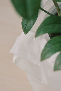 真っ白すぎない色味がナチュラルでかわいいです。