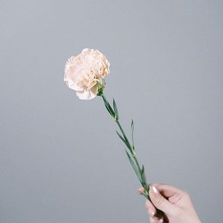 カーネーション「レージェ」