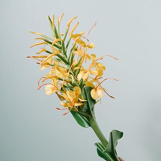 一部開花している状態でお届けすることがあります。