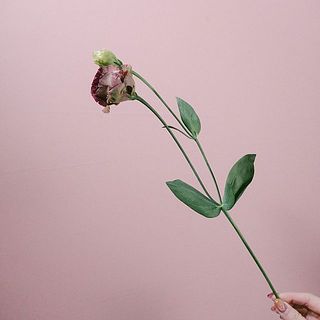 花付きには個体差があります。折れやすいので優しく扱ってください。