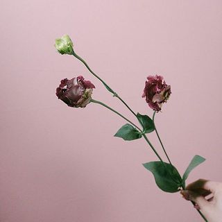 6本を切り分けてたっぷりとお届けします。
