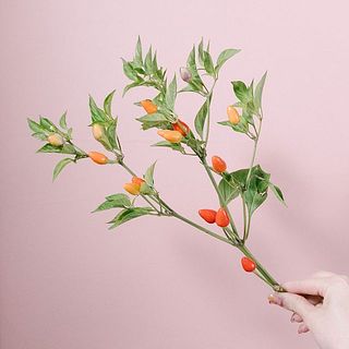 枝ぶりや実の色には個体差があります