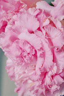 波打つフリルのような花弁がかわいらしいです