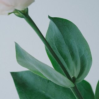 葉っぱは肉厚。表面にほんのり白い粉がついてる状態が高品質の証だそう。