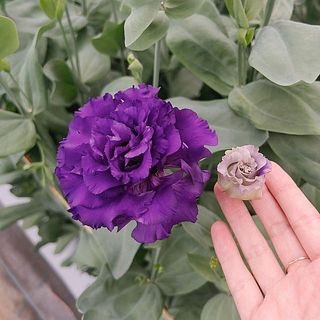 ふんわり立派に咲いた花も、こんなに小さいつぼみだったんです。