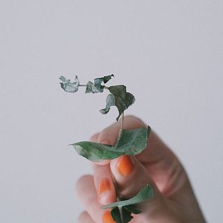 ユーカリの新芽は土からの栄養が足りず、切花になるとどうしても萎れています。とっていただきお楽しみください。