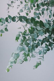 擦ると良い香り。乾燥に弱いので、霧吹きしてあげてください。