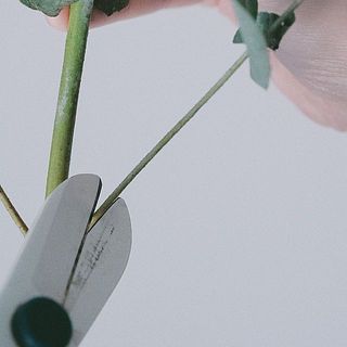 水に浸かる部分の枝はカットするのがおすすめ。