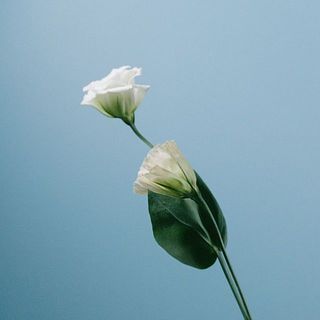 トルコキキョウは大変折れやすいです。お取り扱いは十分にお気をつけ下さい