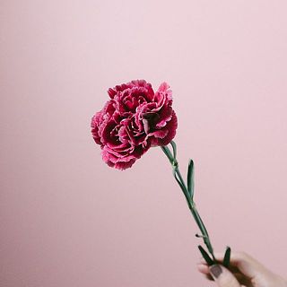 カーネーション「ガナッシュ」