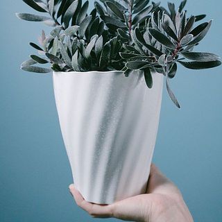 リューカデンドロン「バーガンディ」