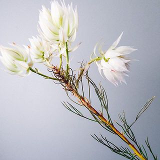 セルリアの葉は変色します。届いたら摘み取ってあげましょう。