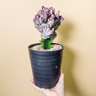 ユーフォルビア
