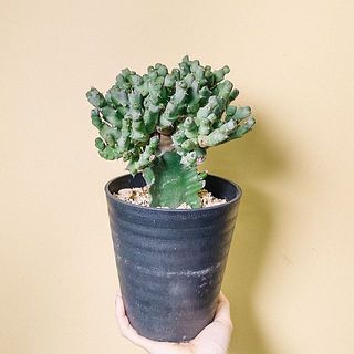 ユーフォルビア