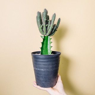 ユーフォルビア