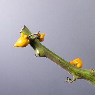 実の大きさには個体差があります。