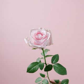 外側の花びらは傷が付いているものも。気になる場合は優しく摘み取ってあげて。