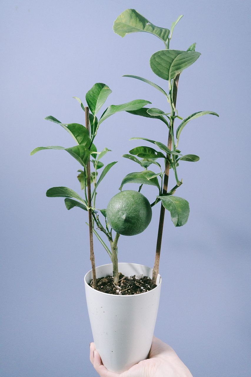 トゲなしレモンの木「ビアフランカ」