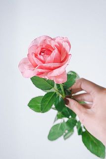 付属のバラは観賞用です。香りをお楽しみください。