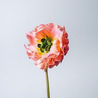 外側の花びらは萎れていることも。気になる場合はやさしくとってあげましょう。