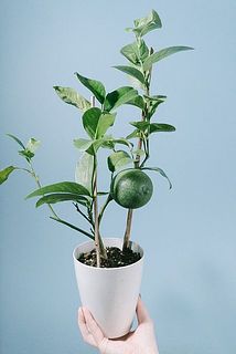 トゲなしレモンの木「ビアフランカ」