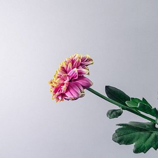 花弁の一部が潰れている可能性も。ご了承ください。