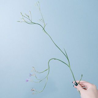曲がりの強い花もあります。動きを生かして飾ってみてください。