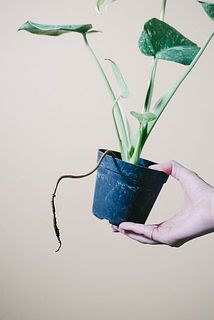 根っこが飛びてている場合も。涼しくなってから、植え替えをしてあげてください。