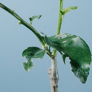 葉には一部虫食いの穴が空いているものがございます。ご了承ください