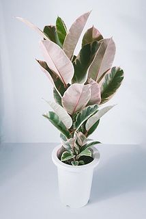 初めてさんにもおすすめな育てやすい観葉植物です。