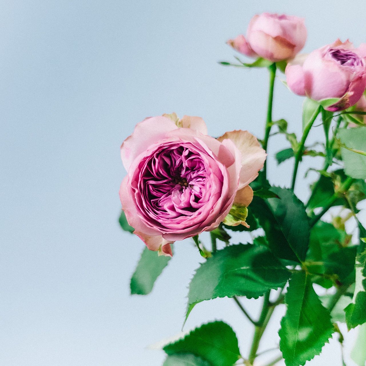 fab最も脆い所 バラ売り可能 TCG専門店 蓮屋 MtG & FaB & GA / 汎用 / Generic