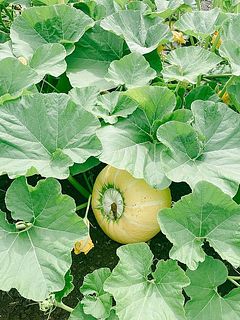 葉っぱの茂みからひょこっと顔を覗かせるかぼちゃ🎃