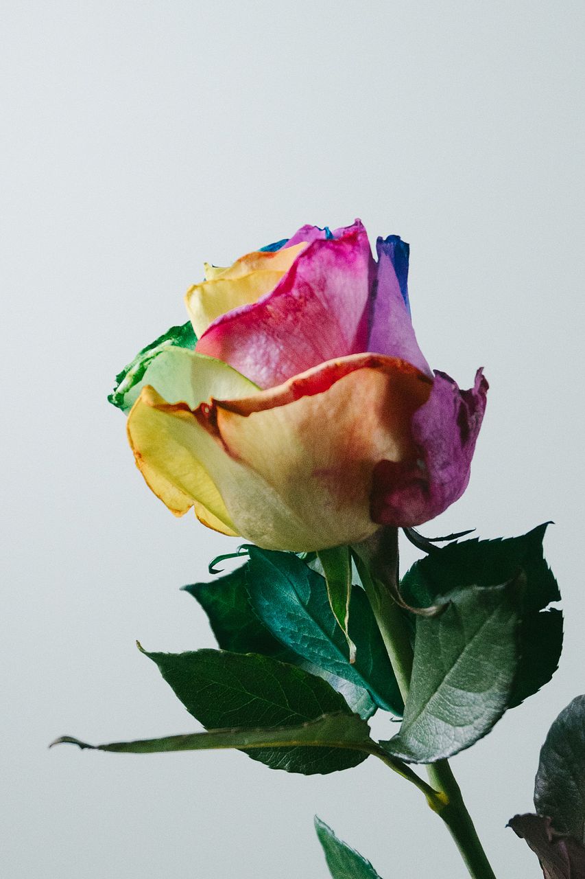 レインボーローズ