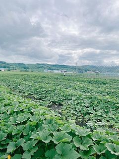 広大な土地でかぼちゃを栽培しています。