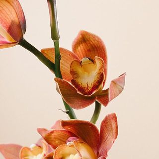 花びらが一部欠けていることがあります。ご了承ください。