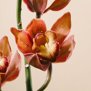 花びらに斑点がついている場合があります。