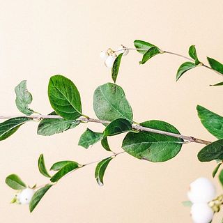 葉っぱ虫食いがあることも。気になる場合は間引いてください。