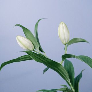 蕾の状態で入荷していますが、配送中に開くことがございます。