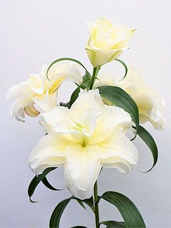 開花イメージです。