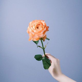 バラ「オレンジロマンティカ」