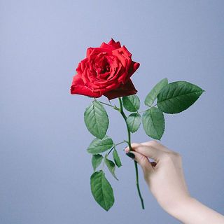 バラ「レッドエレガンス」
