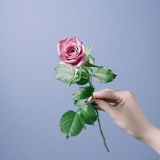 バラ「アヴニール」