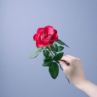 バラ「ビズビズ」