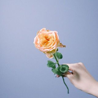バラ「スピキュール」