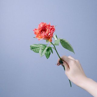 バラ「ブリッサ」
