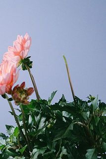 咲いてる花に栄養を届けるため、先終わった花は生産の時点でカットしています。花の頭がないように見えます。気になる場合は、茎を短くカットしてください。
