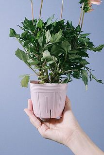 柔らかいポットでお届け。植え替えをして楽しんで。